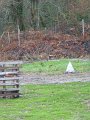 2011_12_23_bambi_ (7)